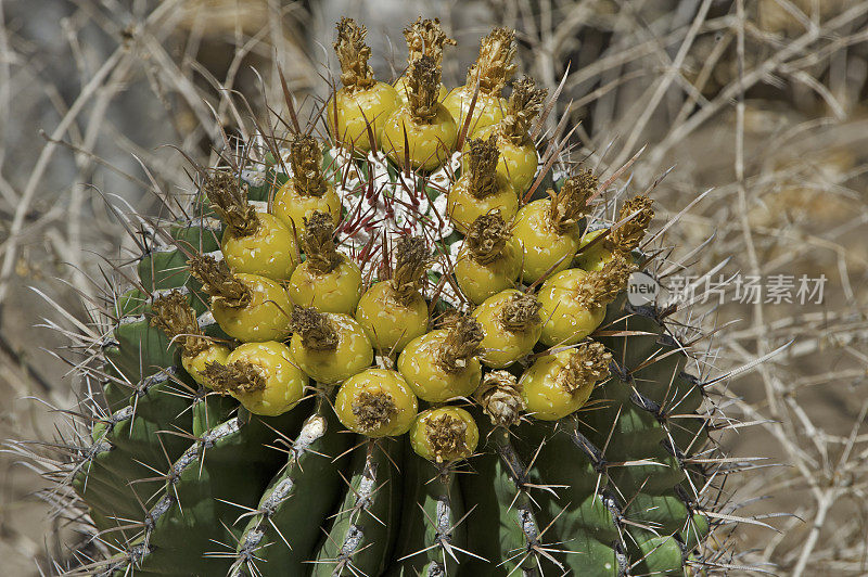 Ferocactus townsendianus，水果，汤森德桶仙人掌，汤森德桶仙人掌，拉巴斯仙人掌花园，索诺拉沙漠，南下加利福尼亚，墨西哥。仙人掌科。